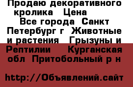 Продаю декоративного кролика › Цена ­ 500 - Все города, Санкт-Петербург г. Животные и растения » Грызуны и Рептилии   . Курганская обл.,Притобольный р-н